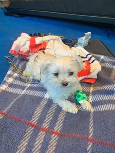 a small white dog laying on top of a blanket