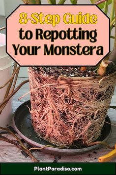 8-Step Guide to Repotting Your Monstera Repotting Monstera, Monstera Plant Care, Bloom Where Youre Planted, Growing Strong, Plant Care Houseplant, Root Rot, Gardening 101, Patio Plants, Monstera Plant