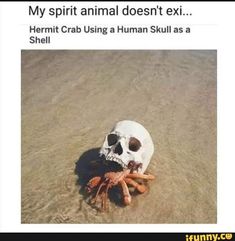 a skull and crab in the sand with caption that reads, my spirit animal doesn't exit hermit crab using a human skull as a shell