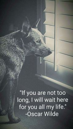 a dog standing in front of a window with the quote if you are not too long, i will wait here for you all my life oscar wilde