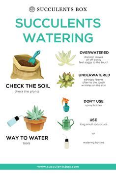 a poster with instructions on how to use succulents in the garden, including water