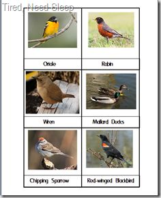 four different types of birds that are on the same page in this worksheet