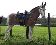 a brown and white horse standing next to a fence in a green grass covered field