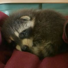 a baby raccoon is curled up on a red blanket