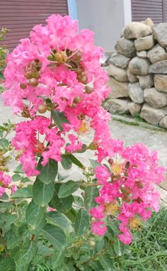 pink flowers are blooming in the front yard