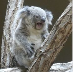 a koala sitting in a tree with its mouth open