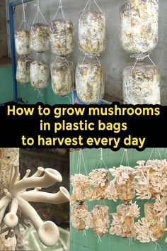 mushrooms are hanging in plastic bags to harvest every day