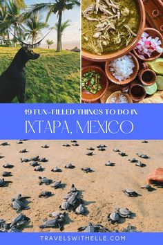 Things To Do In Ixtapa Zihuatanejo, Mexico Mexico Vacation Spots, Mexico Vacation, Instagrammable Places, Group Travel, Travel Board