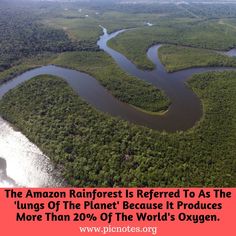 the amazon rainforest is refered to as the lungs of the planet because it produces more than 20 % of the world's oxygen