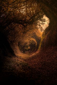 a tunnel in the woods with leaves on the ground and trees around it, at night