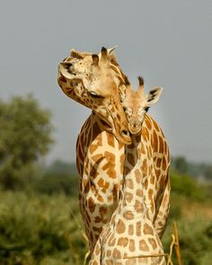 two giraffe standing next to each other on a field