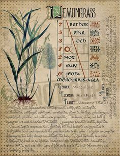 Witches Book Of Shadows, Herb Magic, Witches Book