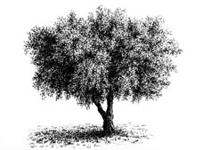 a black and white drawing of a tree