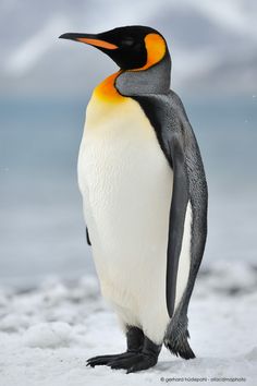 a penguin standing in the snow with its head turned to look like it is looking at something