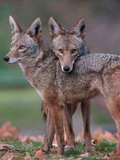 two gray foxes standing next to each other on top of leaves