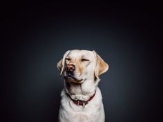 a dog with its eyes closed sitting in front of a black background that says, to do bran rias hata que nos dimos