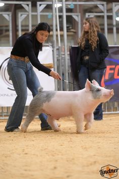 a woman holding a small pig on a leash in front of two other women who are looking at it