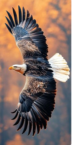 an eagle flying through the air with its wings spread