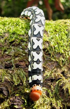 a close up of a caterpillar on a mossy surface