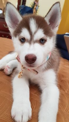 a brown and white puppy laying on top of a bed next to a wooden table