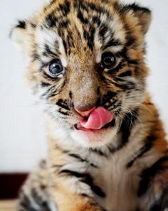 a small tiger cub is sticking its tongue out and looking at the camera with an intense look on it's face