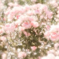 Soft Pink Flowers Aesthetic, Pink Ethereal Aesthetic, Pink Aesthetic Nature, Pink Spring Aesthetic, Pink Floral Aesthetic, Pink Flower Aesthetic, Flowers Pink Roses, Pink Cottagecore, Pink Nature