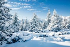 snow covered pine trees in the mountains under a blue sky with sunbeams and clouds