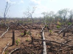 trees that have been cut down in the middle of an open area with no leaves on them