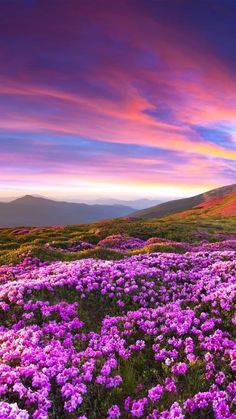 a field full of purple flowers under a colorful sky