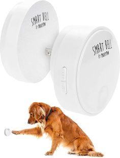 a dog that is sitting next to two smart bells on a white background with the words smart bell written across it