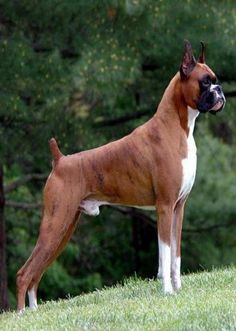 a large brown and white dog standing on top of a lush green field next to trees