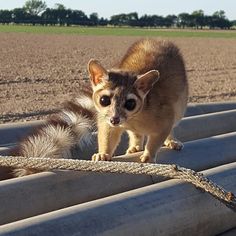 a small animal standing on top of metal pipes in the middle of a dirt field