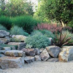 a garden with rocks and plants in it