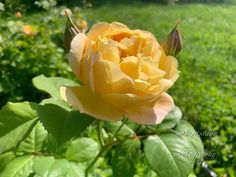 a yellow rose is blooming in the garden