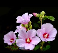 three pink flowers with green leaves on black background