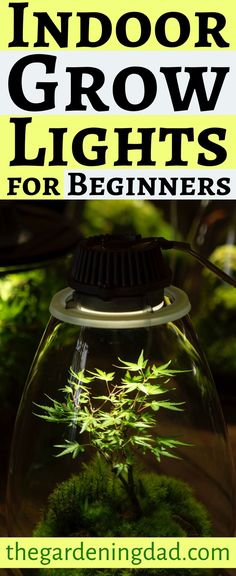 an indoor grow light with plants in it and text overlay that reads, indoor grow lights for beginners