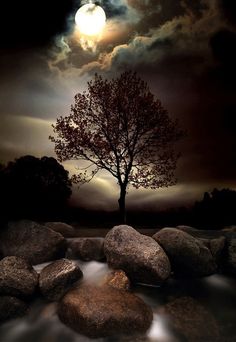 a tree sitting on top of a rocky river under a full moon filled night sky