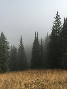 trees in the fog on a field with tall grass