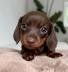 a small brown dog laying on top of a bed