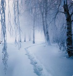 there is a trail in the snow between two trees that have no leaves on them