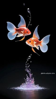 two goldfish jumping out of the water to each other