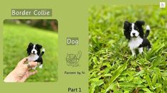 there is a small black and white dog in the grass