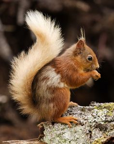 a red squirrel sitting on top of a tree stump