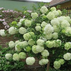 a bush with white flowers in front of a house