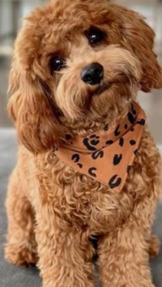 a small brown dog with a bandana around it's neck looking at the camera