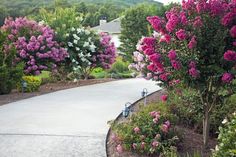 the walkway is lined with blooming trees and shrubs