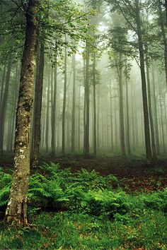 a forest filled with lots of tall trees and green plants on top of grass covered ground