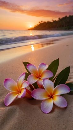 three pink and yellow flowers sitting on top of a sandy beach next to the ocean