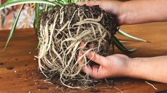 someone is holding the roots of a potted plant