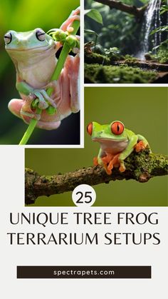 a frog sitting on top of a tree branch with the caption 25 unique tree frog terrarium setups